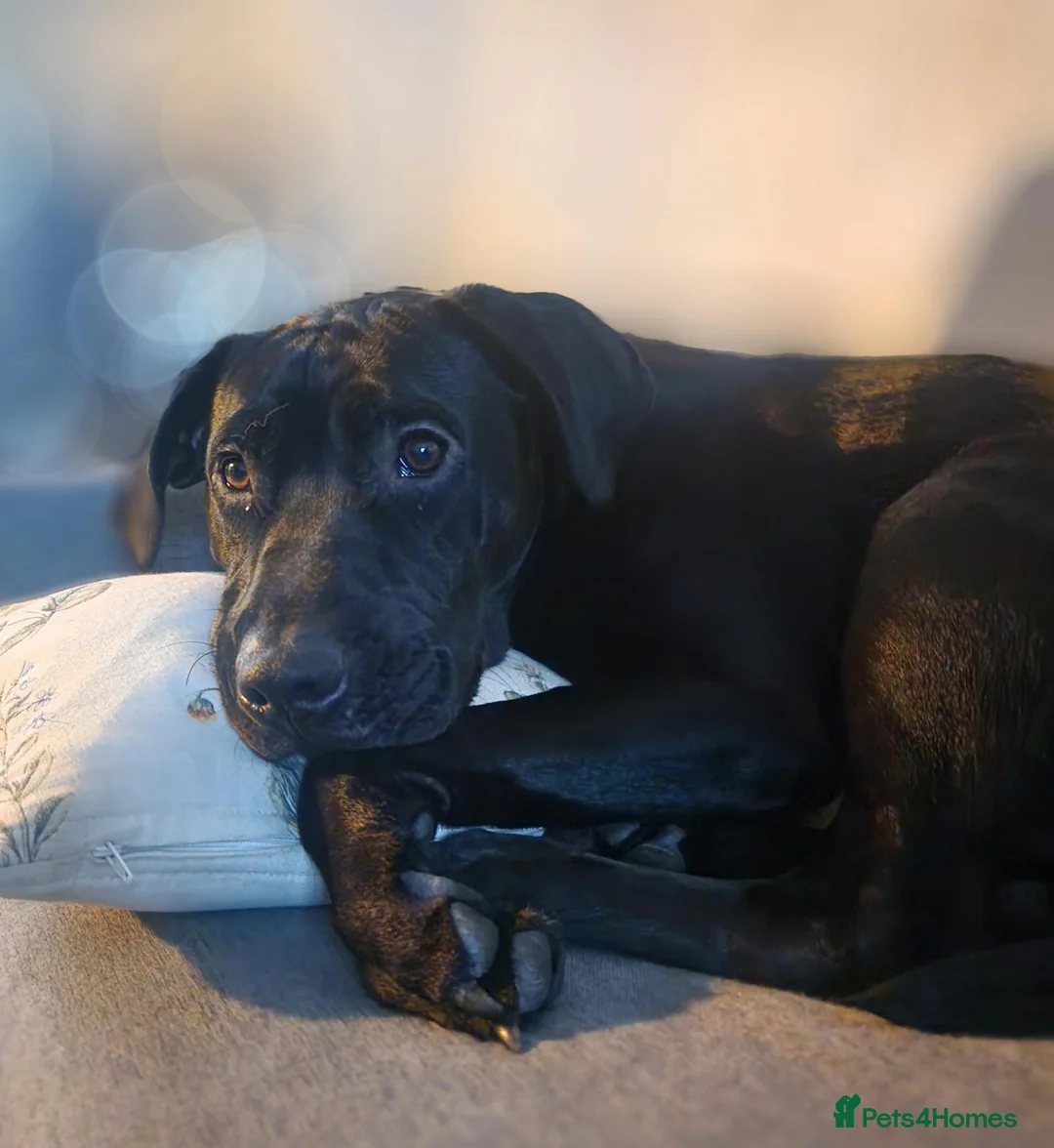 Mixed Breed dogs for sale: Lab/staffy cross in Leeds - Advert 1