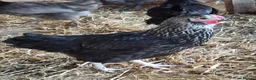 Chickens poultry for sale: POL HYBRID HENS inc coloured eggers - Advert 9