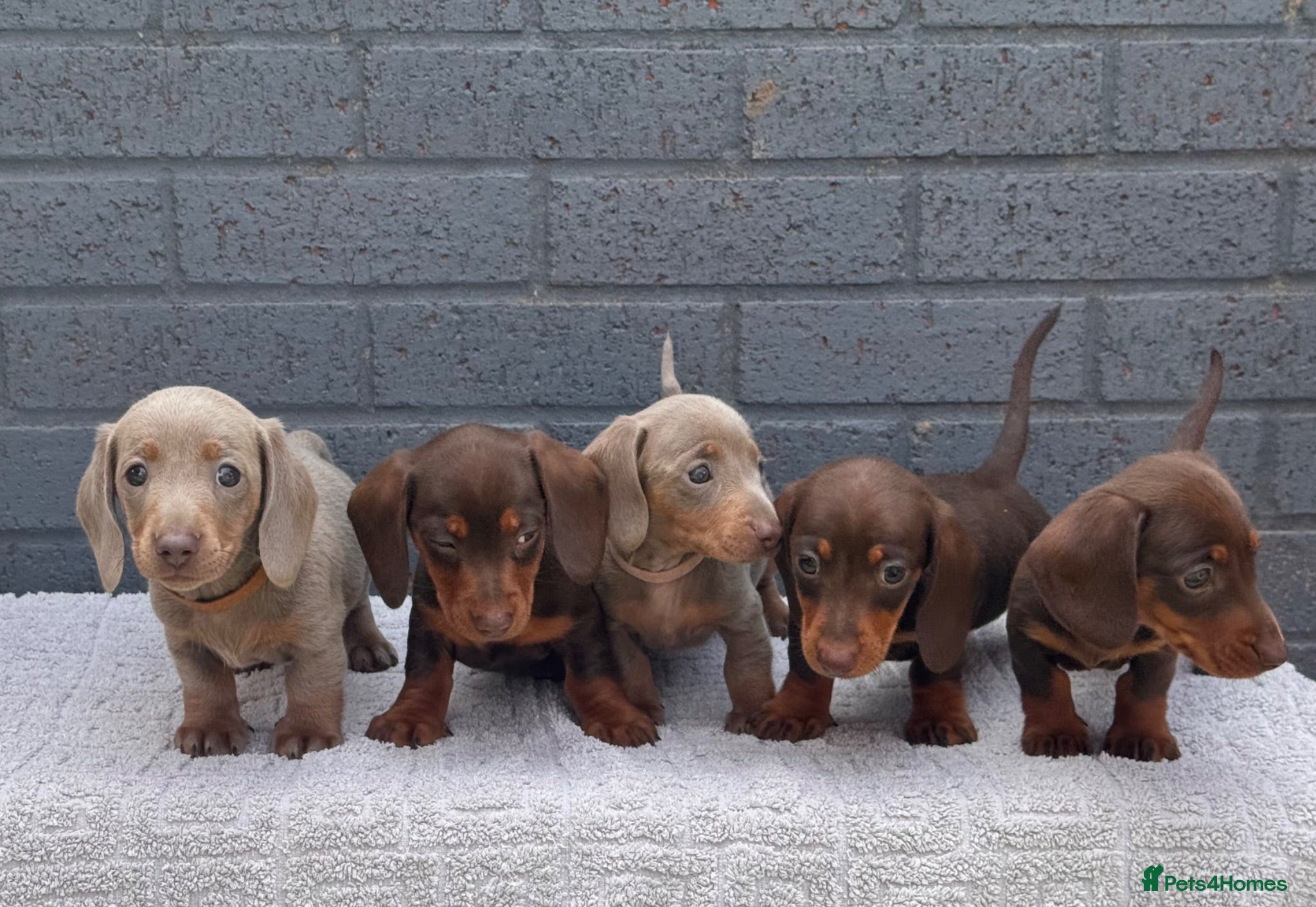 Miniature Dachshund dogs Miniature dachshund  - Advert 3