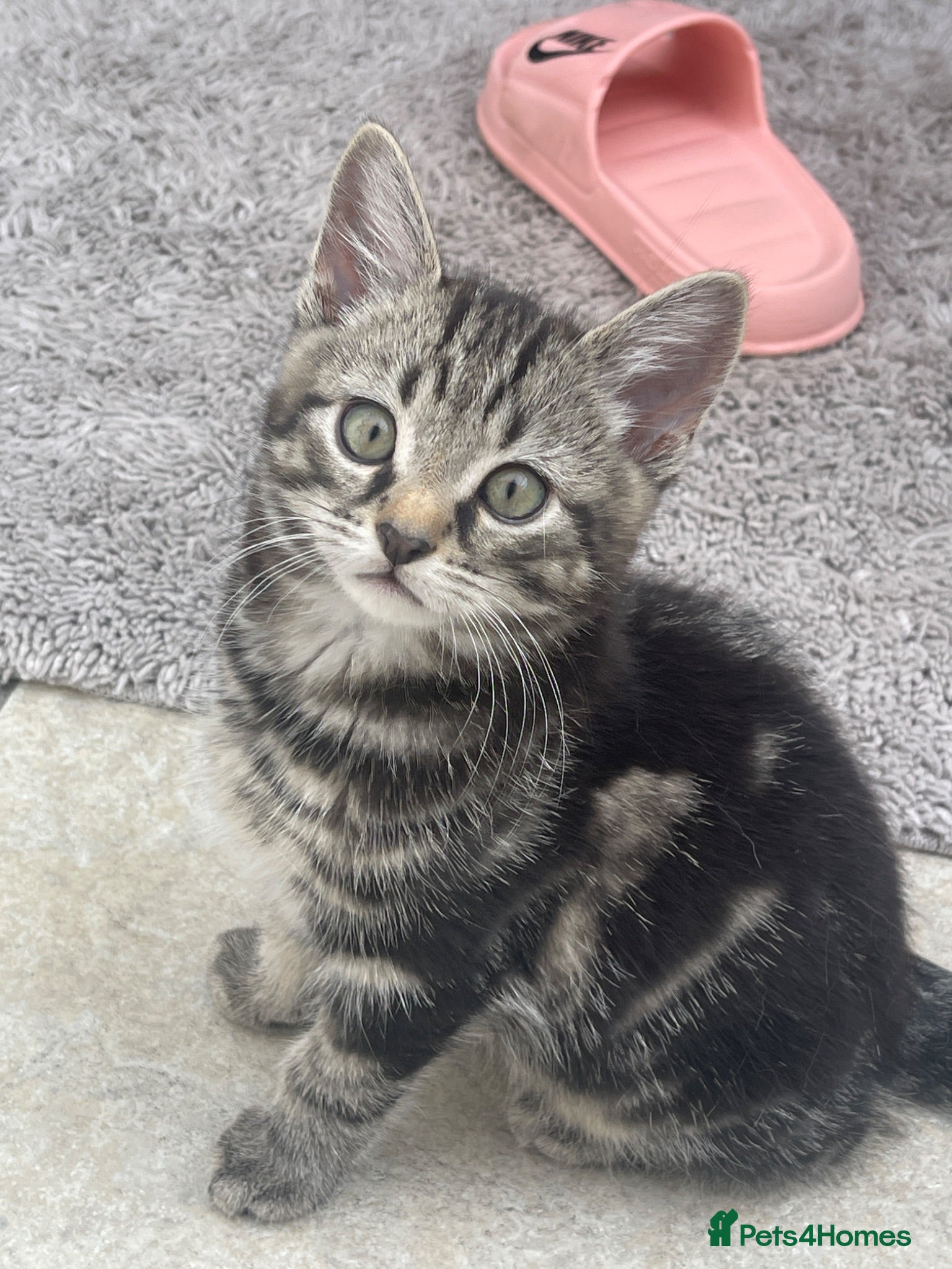 Mixed Breed cats Adorable kittens  - Advert 2