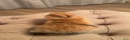 Mini Lop rabbits for sale: 4 mini lops  - Advert 9