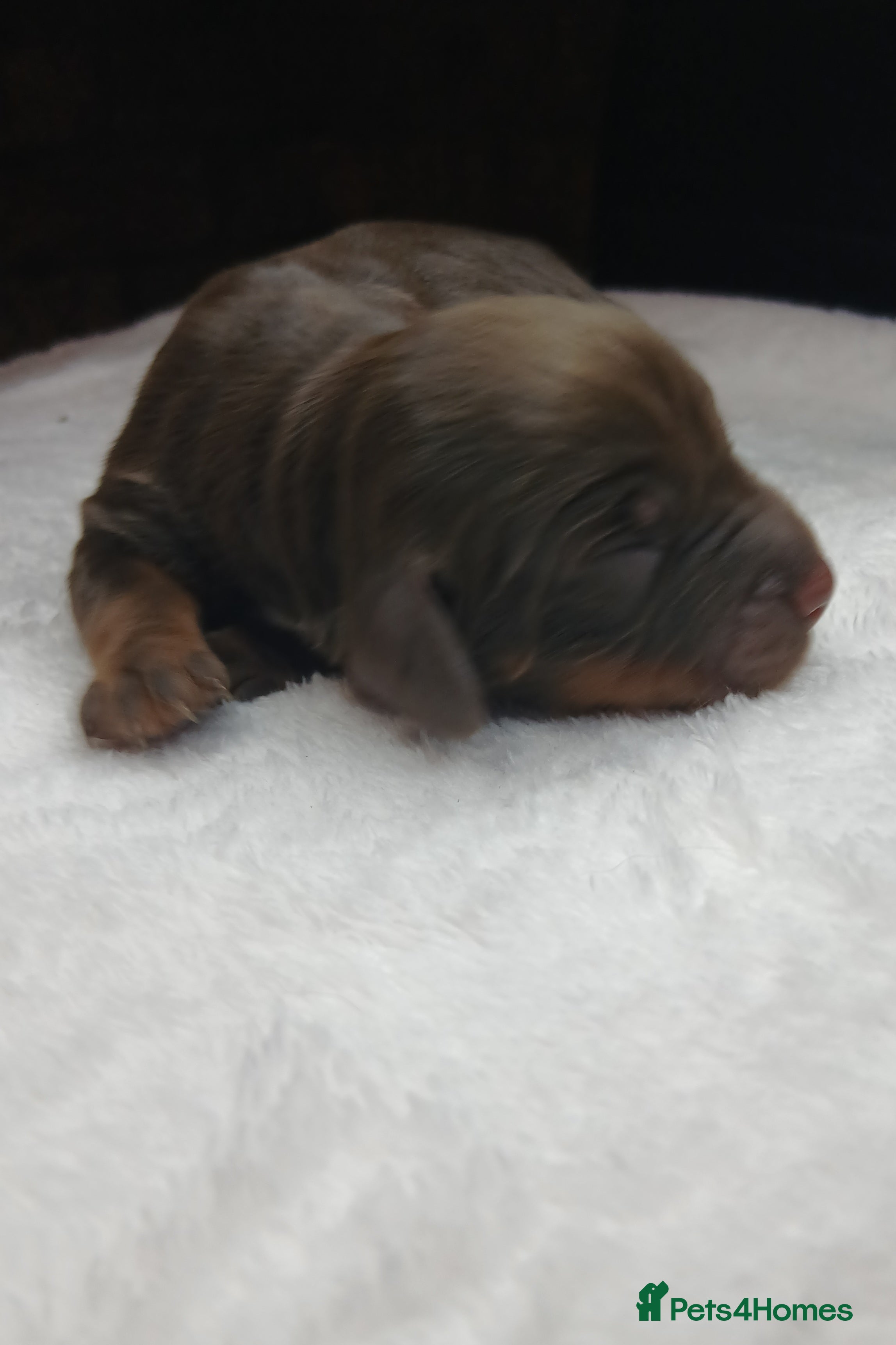 Cocker Spaniel dogs Full cocker spaniels for sale - Advert 18
