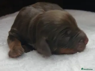 Cocker Spaniel dogs Full cocker spaniels for sale - Advert 18