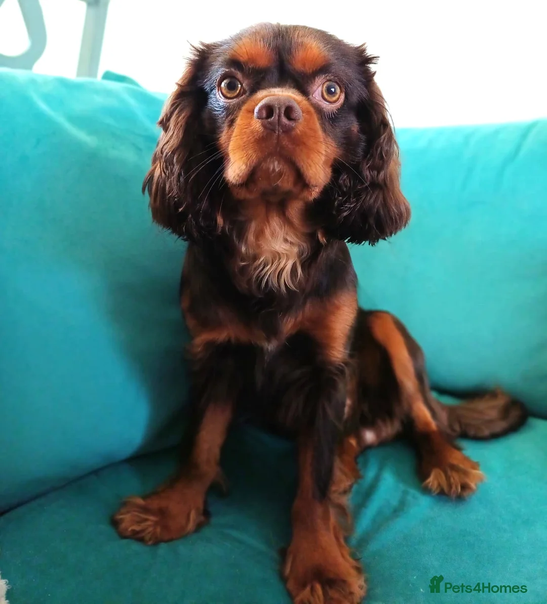 Cavalier King Charles Spaniel dogs for stud: KC reg, choc & tan CKC stud in Ilfracombe - Advert 2