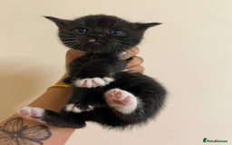 British Shorthair cats for sale: BRITISH SHORT HAIR FOR SALE !! - Image 5