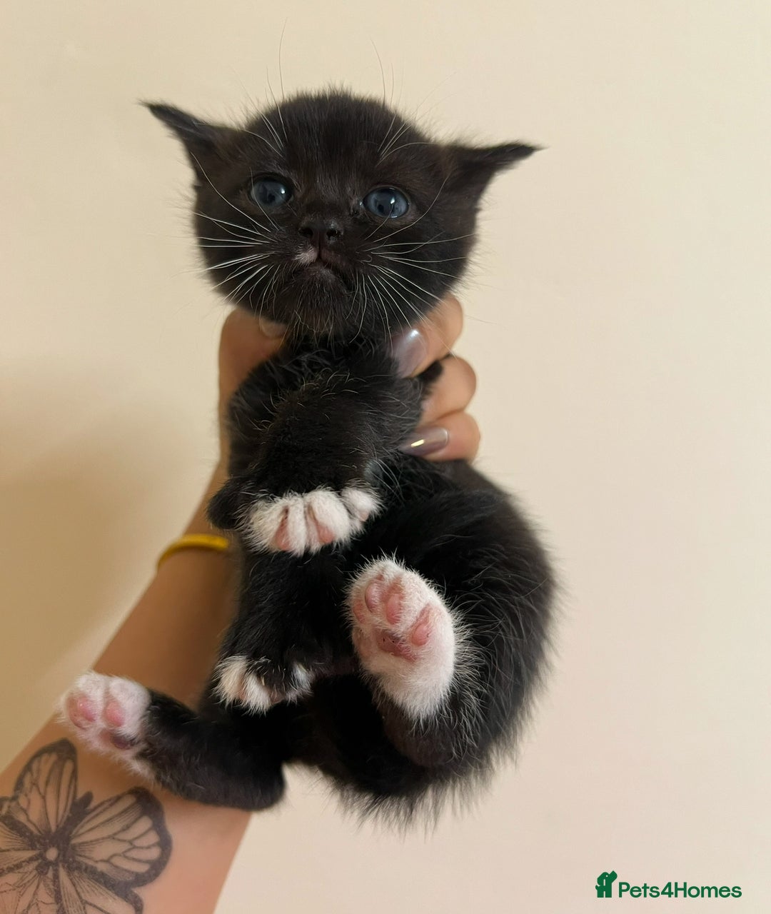 British Shorthair cats for sale: BRITISH SHORT HAIR FOR SALE !! - Image 5