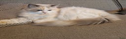 Mixed Breed cats for sale: Beautiful Ragdoll-Persian kittens - Advert 14