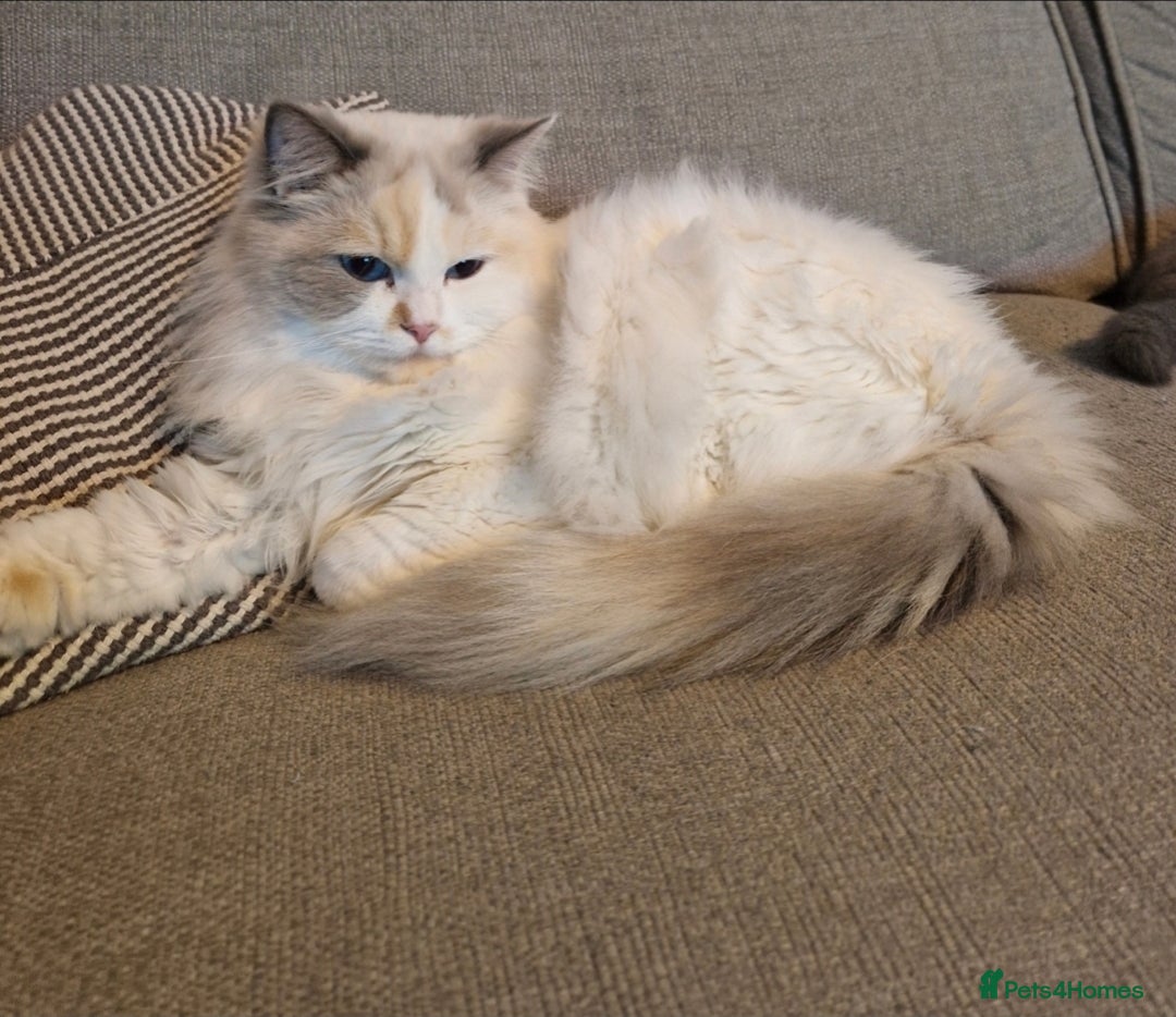 Mixed Breed cats for sale: Beautiful Ragdoll-Persian kittens - Advert 14