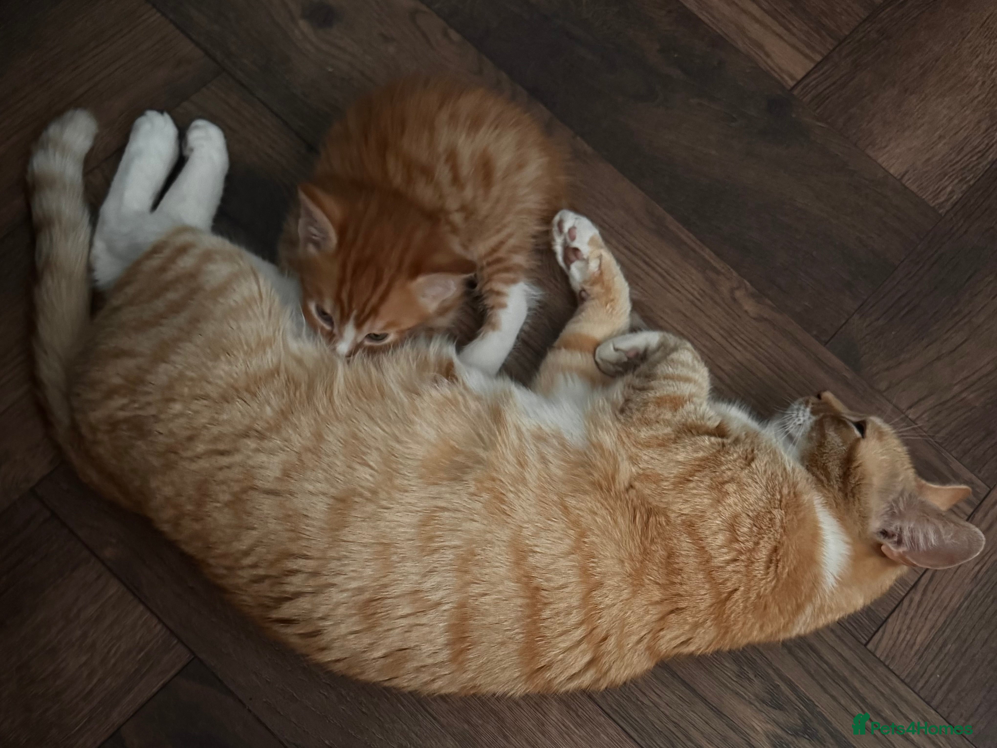 Mixed Breed cats Male ginger kitten for sale  - Advert 1