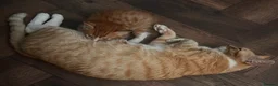 Mixed Breed cats for sale: Male ginger kitten for sale  in London - Advert 1