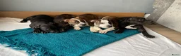 Shorty Bull dogs for sale: JAW-DROPPING POCKET BULLIES – IMPRESSIVE GENETICS  - Advert 4