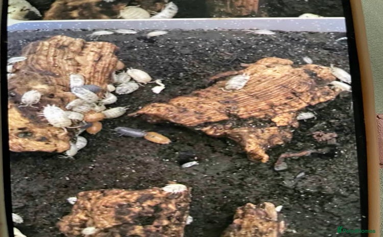 Mixed Breed invertebrates - Advert 1