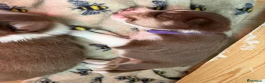 Border Collie 8