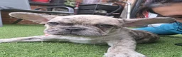 French Bulldog dogs for sale:  French buldogs  . - Advert 3