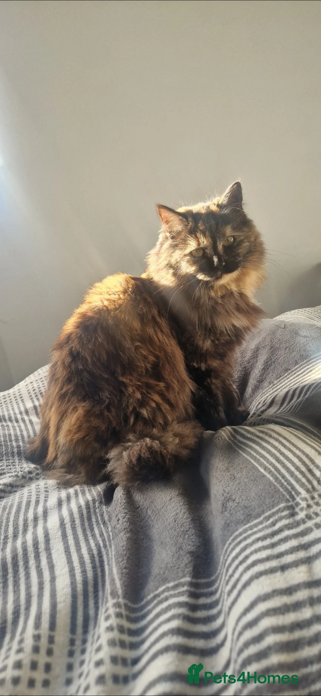 Ragdoll cats for sale: Ragdoll x BSH boy - Advert 8