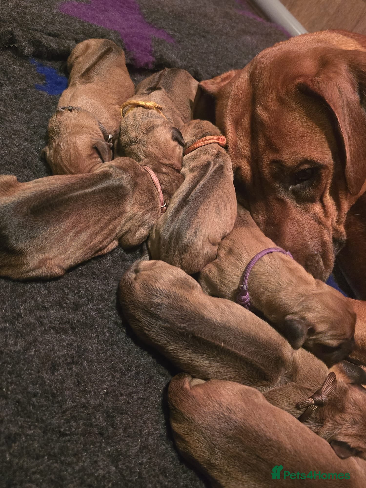 Rhodesian Ridgeback dogs Litter Has Arrived 🩷💙 - Advert 10
