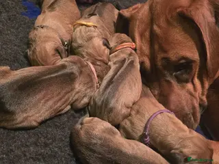 Rhodesian Ridgeback dogs Litter Has Arrived 🩷💙 - Advert 10