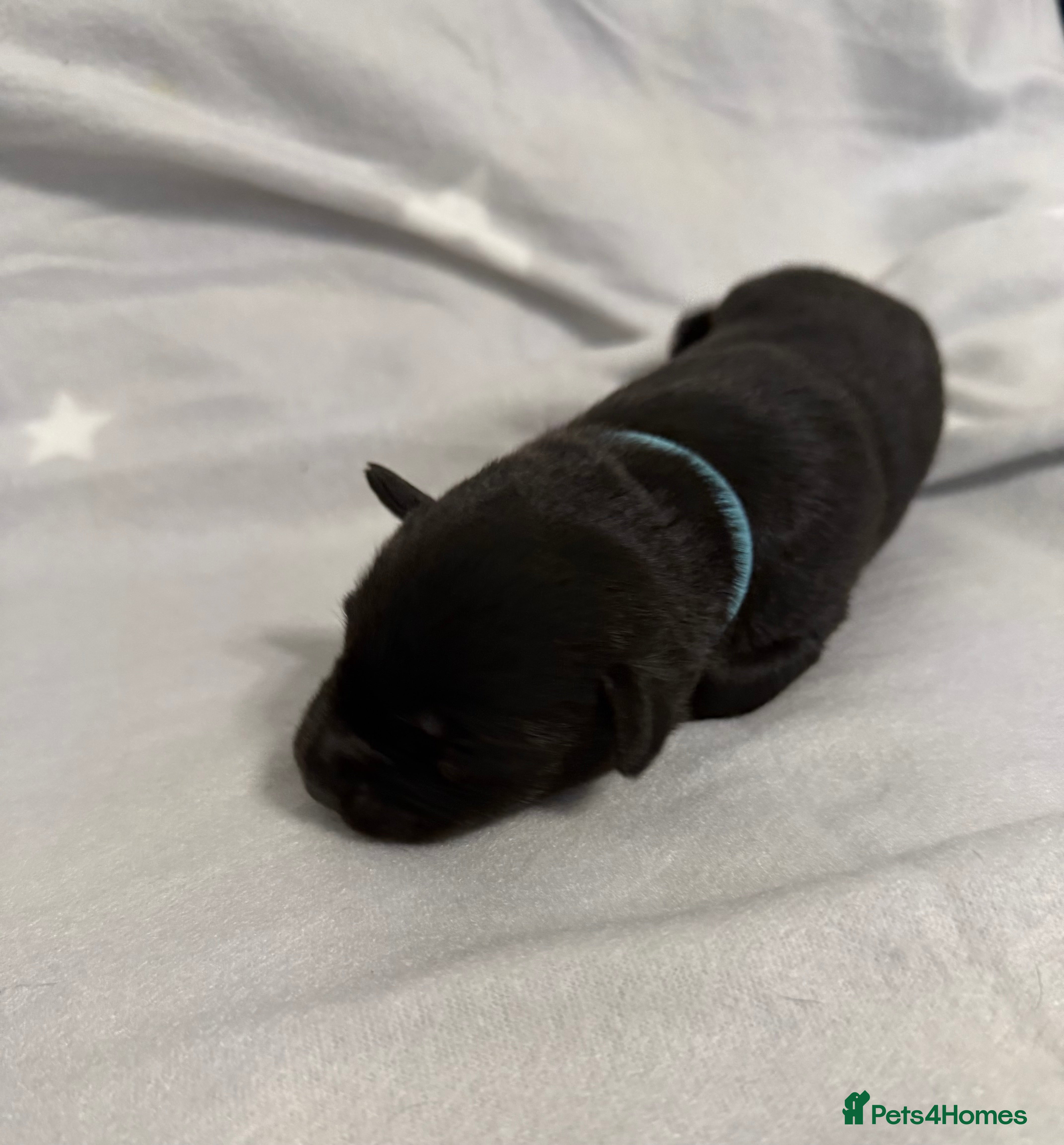 Mixed Breed dogs Huskador Pups For Sale - Advert 16