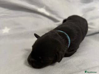 Mixed Breed dogs Huskador Pups For Sale - Advert 8