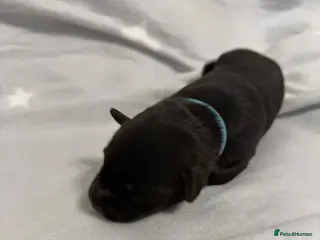 Mixed Breed dogs Huskador Pups For Sale - Advert 8