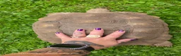 Tortoise reptiles for sale: Large sulcata tortoise - Advert 4