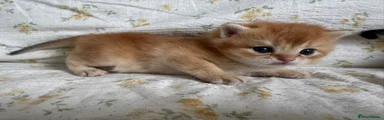 Po