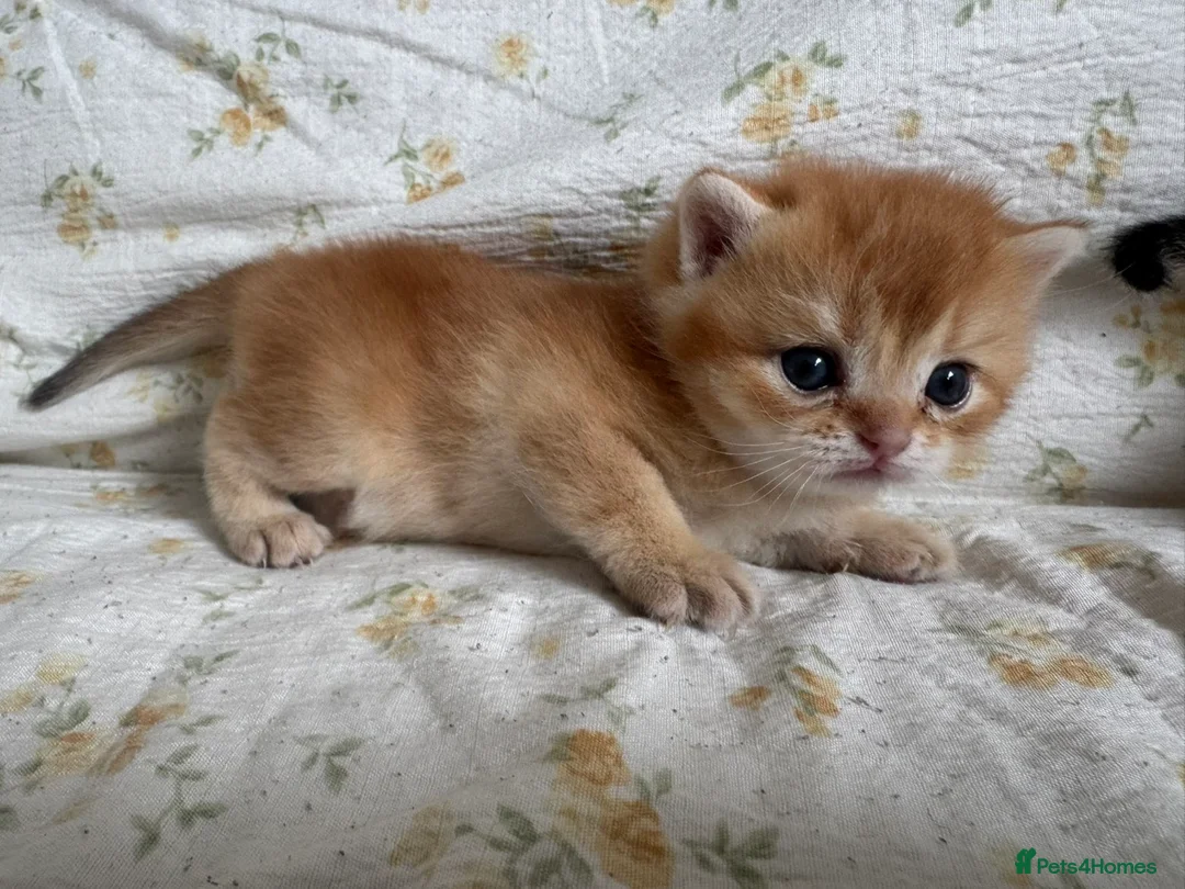 Scottish Fold cats for sale: Sweet, Playful & Cuddly Kittens Ready to Go Soon! in New Malden - Advert 2