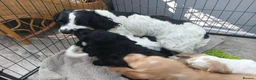 Sprocker dogs for sale: Show f1 Sprocker spaniel puppies - Advert 8