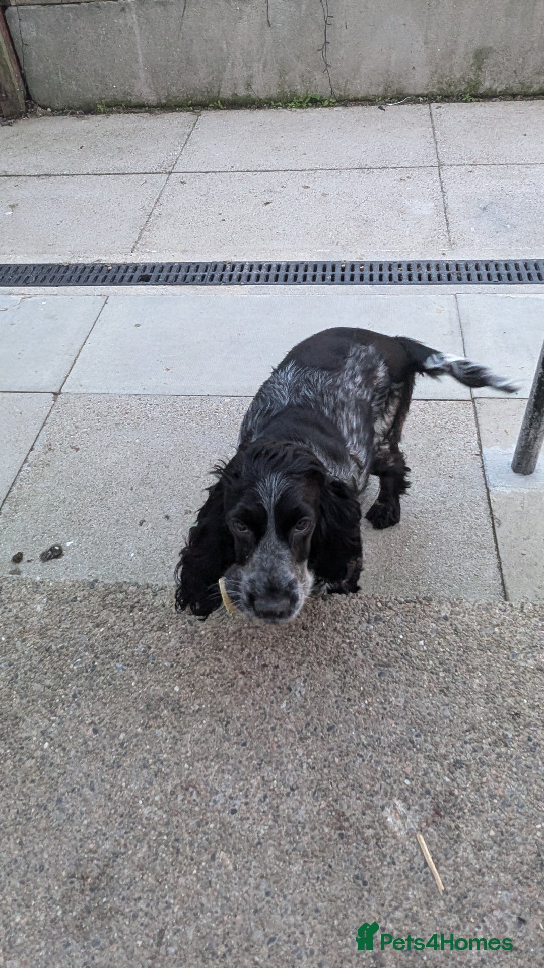 Cocker Spaniel dogs for sale: Oakley  - Image 3