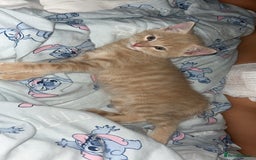 Domestic Shorthair cats for sale: Blonde/beige light ginger tabby kitten male - Image 3
