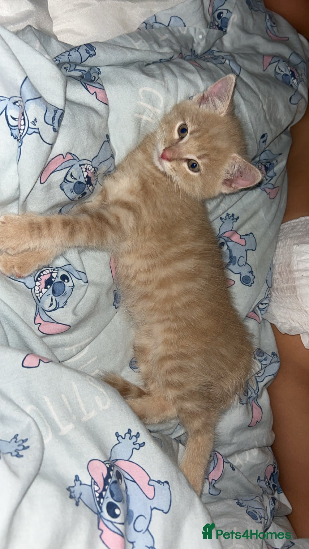 Domestic Shorthair cats for sale: Blonde/beige light ginger tabby kitten male - Image 3
