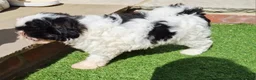 Shihpoo dogs for sale: Gorgeous puppies looking for there forever homes - Advert 15