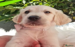 Golden Retriever dogs for sale: Stunning Golden Retriever puppies  - Image 17