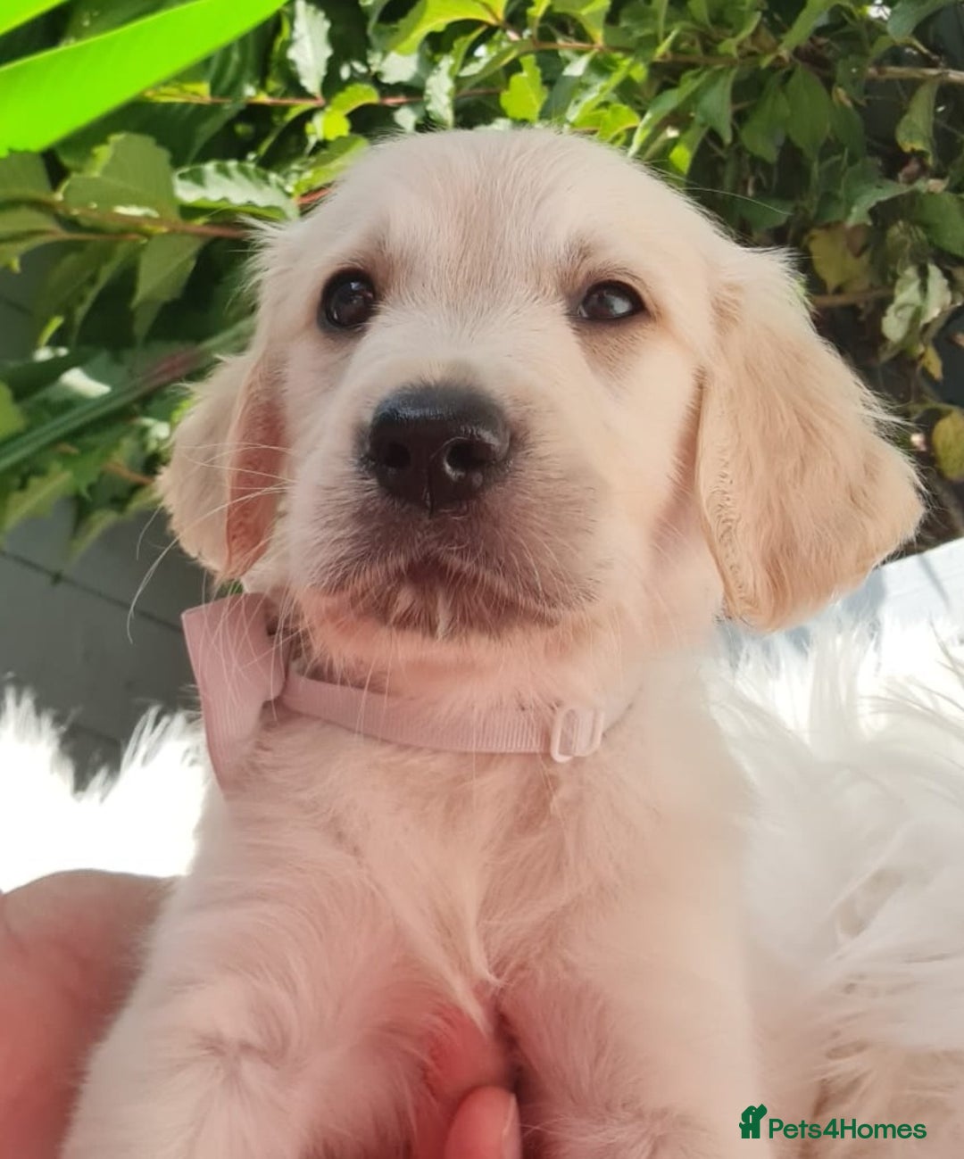 Golden Retriever dogs for sale: Stunning Golden Retriever puppies  - Image 17