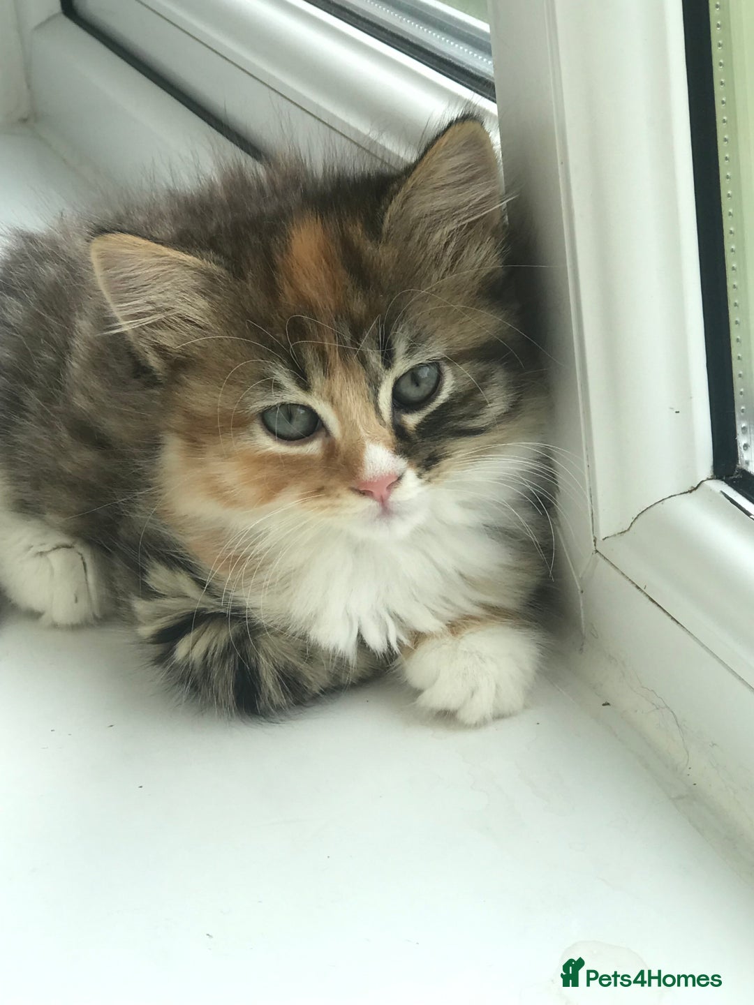 Egyptian Mau cats for sale: Adorable Calico Kitten Seeking Forever Home - Image 3