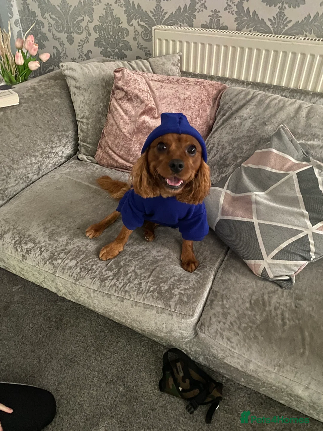 Cavapoo dogs for stud: Proven, experienced Ruby red cavapoo for studding in Liverpool - Advert 7