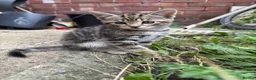 Mixed Breed cats for sale: Gorgeous kittens - Advert 4