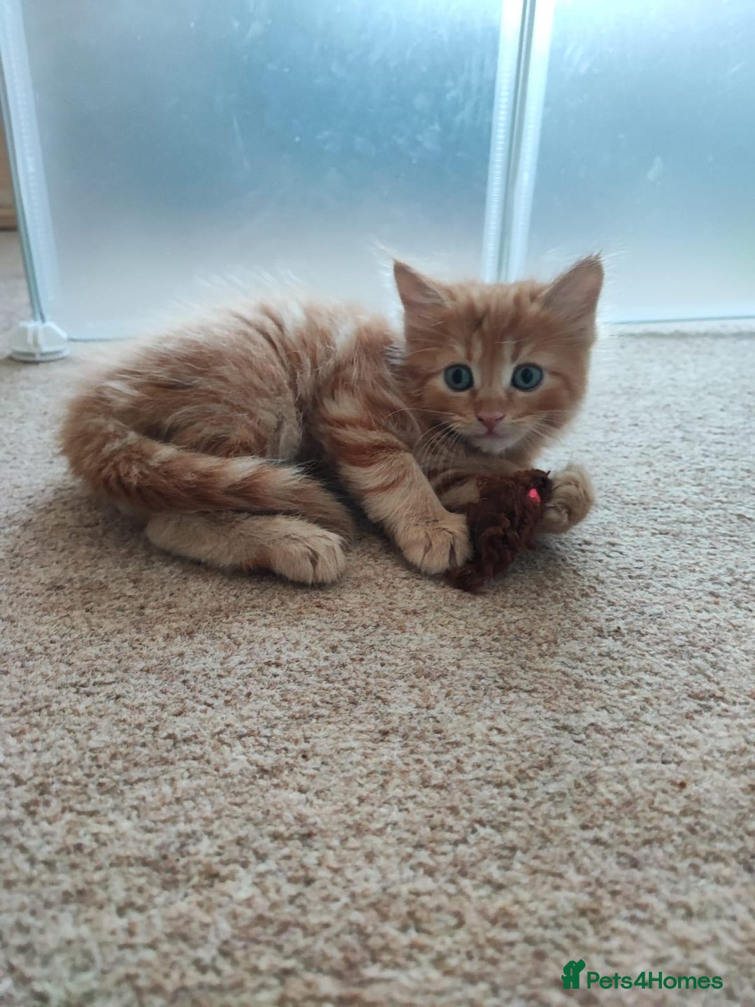 British Shorthair cats for sale: two kittens for sale - Image 4