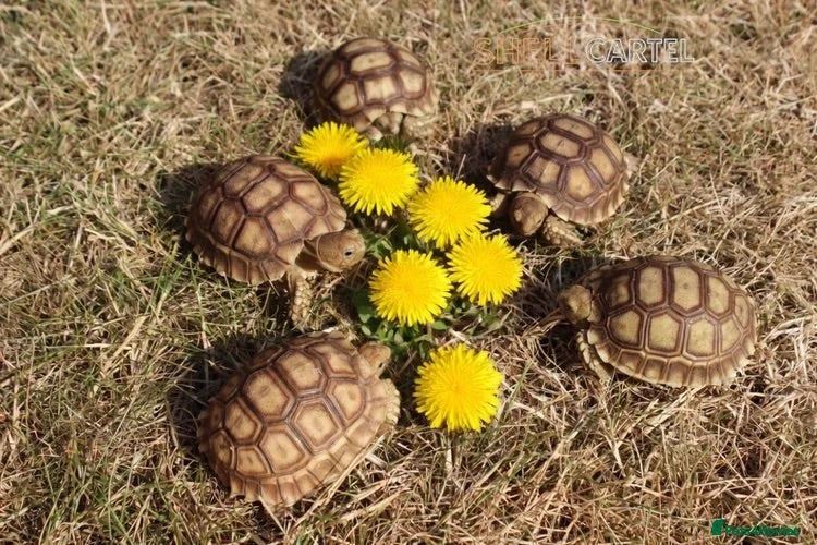 Tortoise reptiles BABY SULCATAS & SET UPS - Advert 1