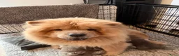 Chow Chow dogs for sale: 🧸🐾 Beautiful Chow Chow puppies 🐾🧸 - Advert 4