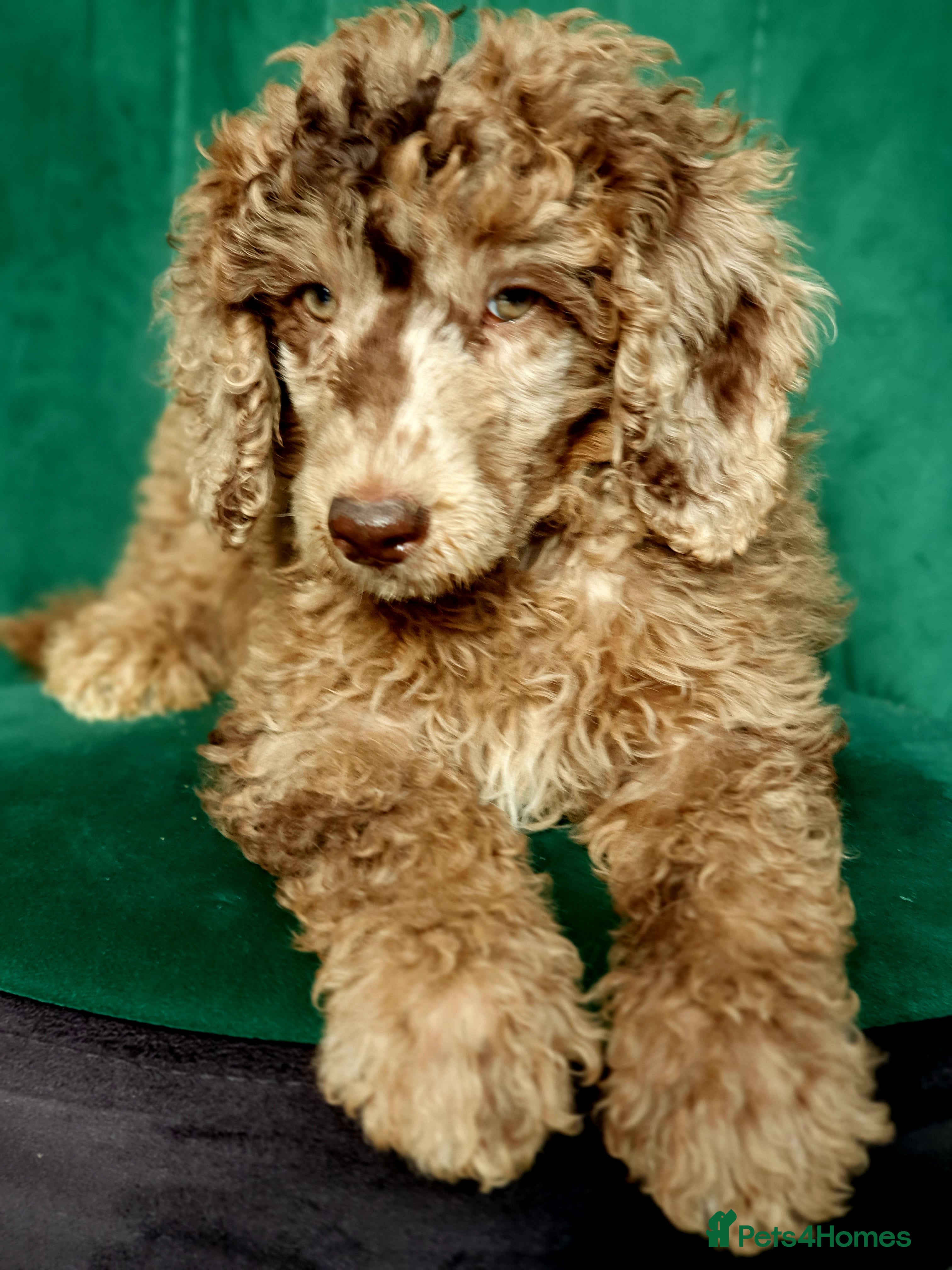 Miniature Poodle dogs Miniature poodle  - Advert 18