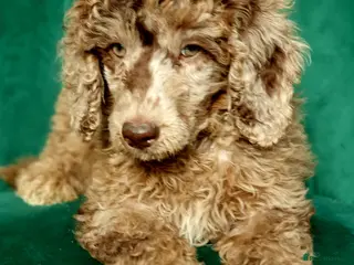 Miniature Poodle dogs Miniature poodle - Advert 18