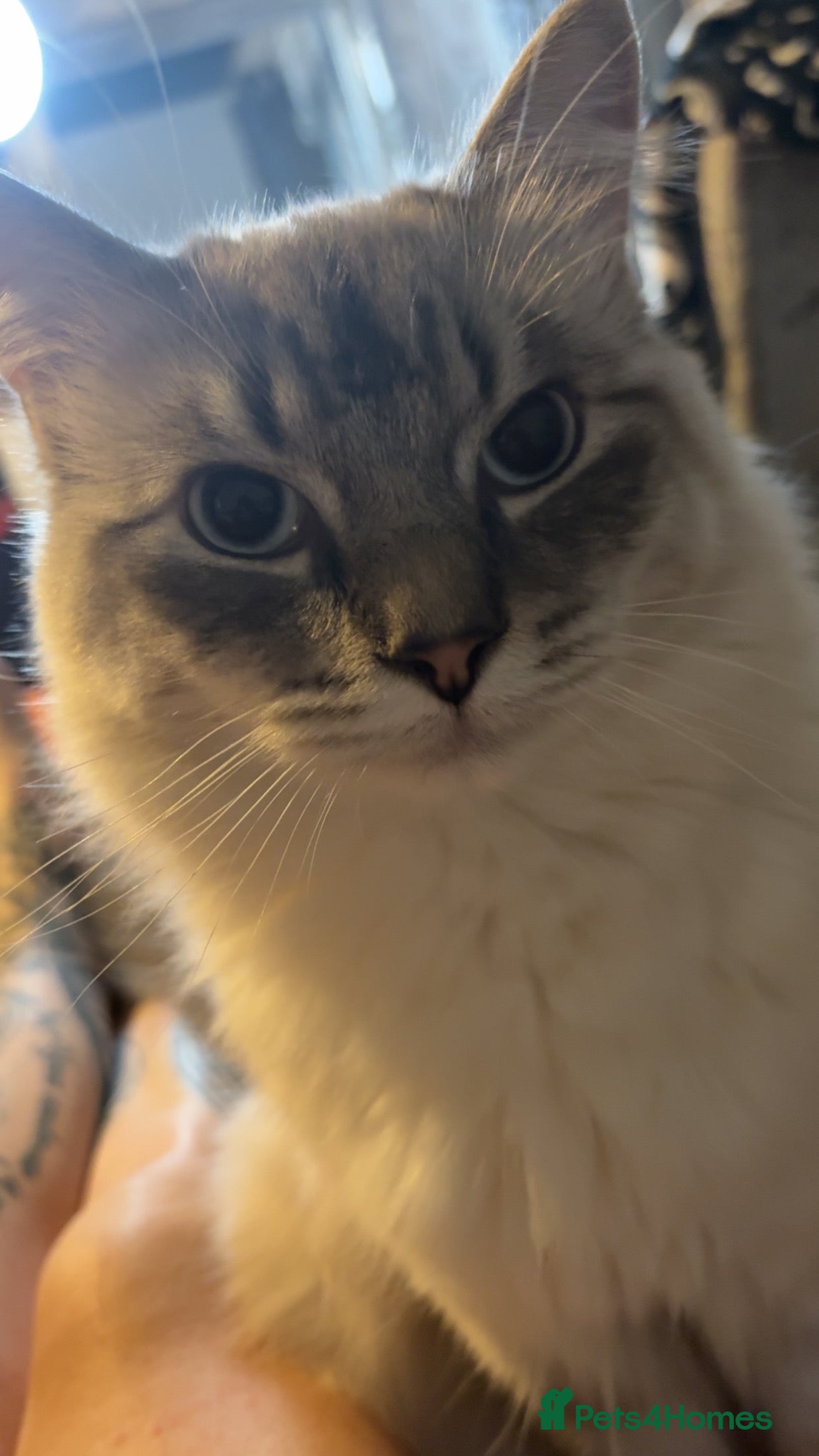 Ragdoll cats Re homing  in Stalybridge - Advert 2