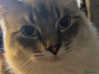 Ragdoll cats Re homing in Stalybridge - Advert 2