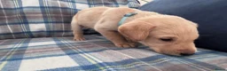 Labrador Retriever dogs for sale: Labrador puppies for sale. 1 golden boy left now. - Advert 20