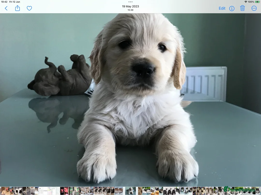 Golden Retriever dogs for sale: Kc reg chunky puppies  - Advert 3
