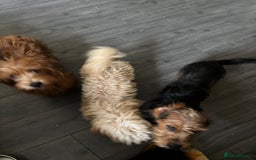 Mixed Breed dogs for sale: 2 puppies for sale  - Image 12