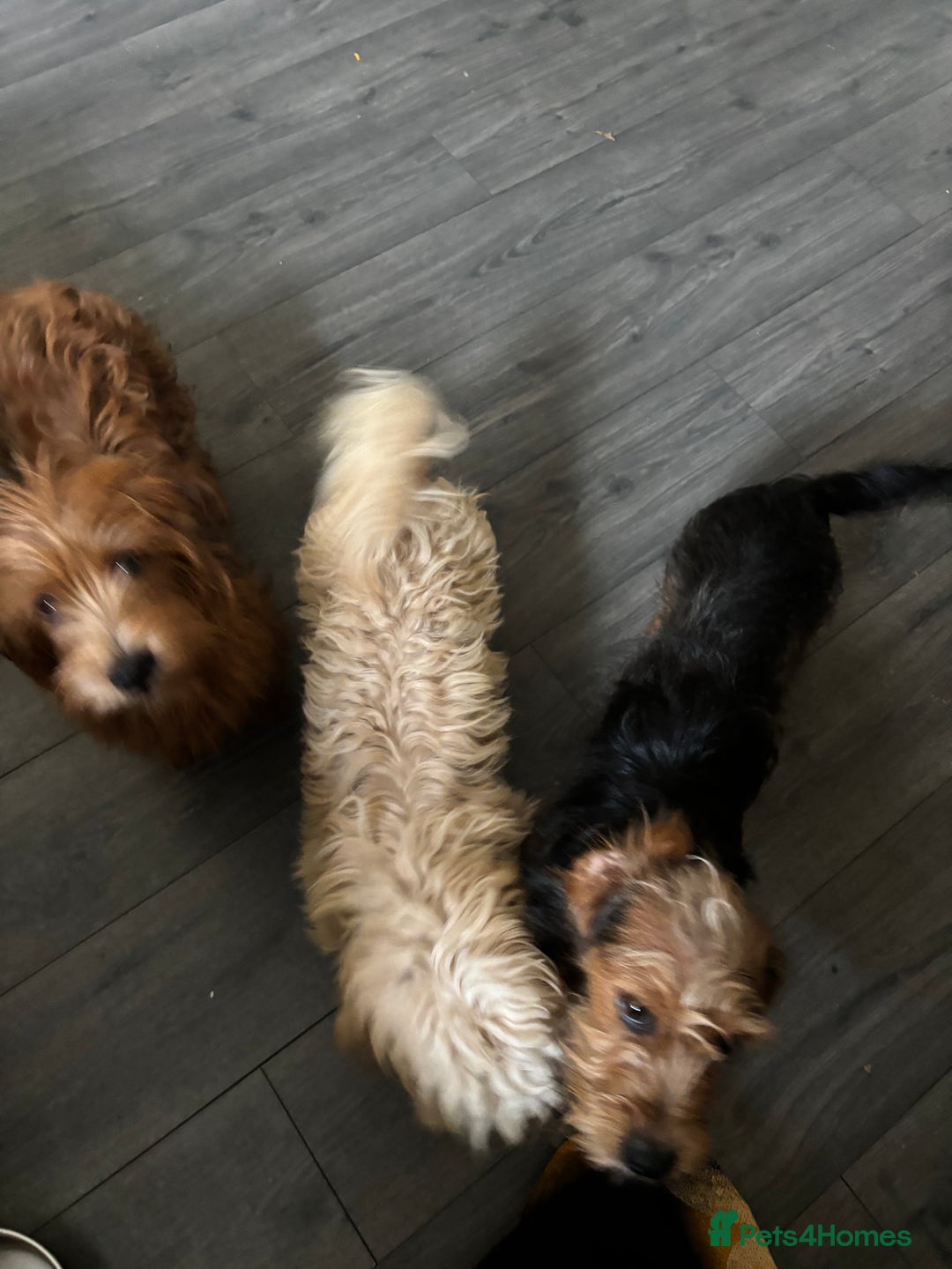 Mixed Breed dogs for sale: 2 puppies for sale  - Image 12