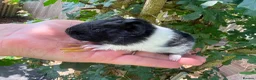 Guinea Pig rodents for sale: Long haired fluffy PeruvianSilkie guineapig babies - Advert 6