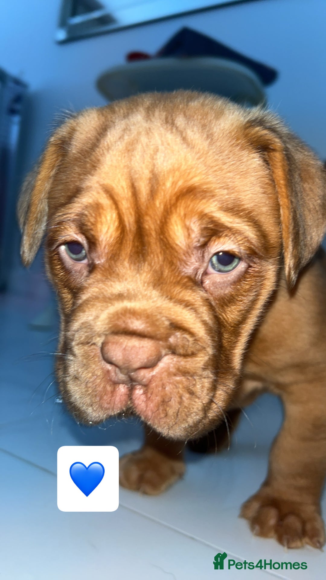 Dogue De Bordeaux dogs for sale: Chunky kc registered dogue de Bordeaux puppies - Advert 28